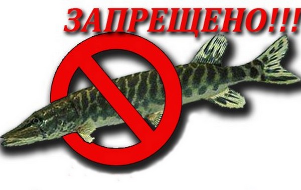Рыбаку на заметку: с марта вводится запрет на лов щуки