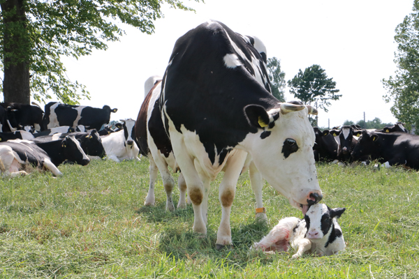 «Какие корма — такое и молоко». В фермерском хозяйстве Ринга С.В. быстрыми темпами движется процесс заготовки кормов