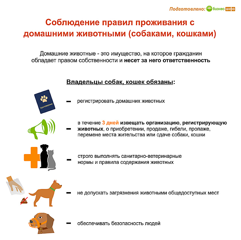 Правила содержание собак и кошек. Правила содержание собак и кошек