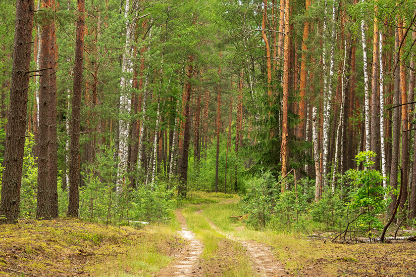 В Дрибинском районе веден запрет на посещение лесов