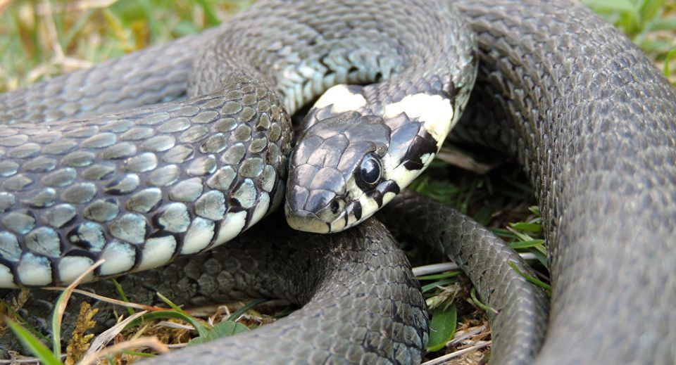 Змеи Беларуси — кого бояться  и как вести себя  при встрече с рептилиями