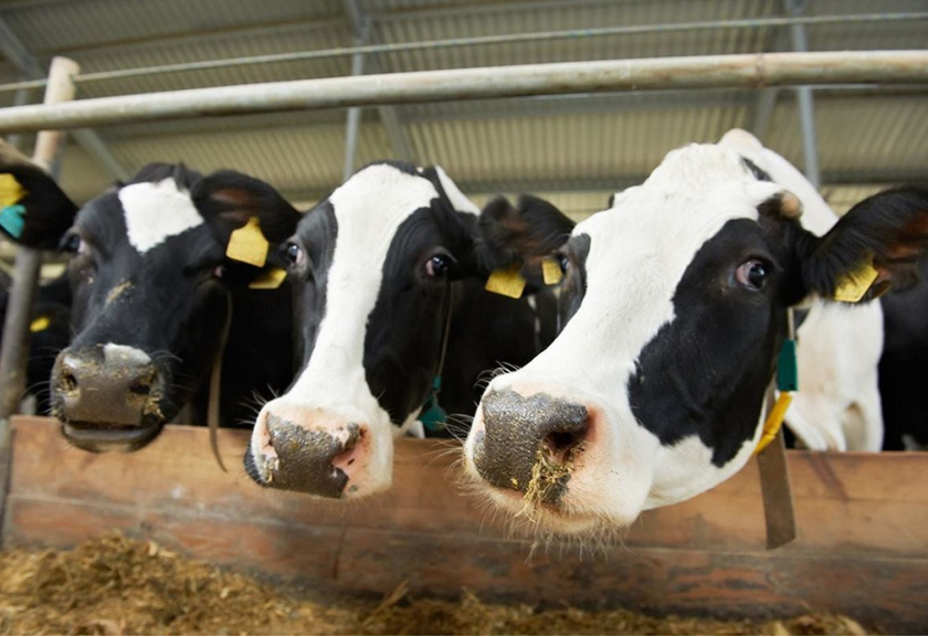 Обеспечен ли в районе рост производства и реализации молока?