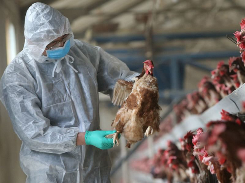 Европейские фермеры понесли многомиллионные убытки из-за масштабной вспышки птичьего гриппа