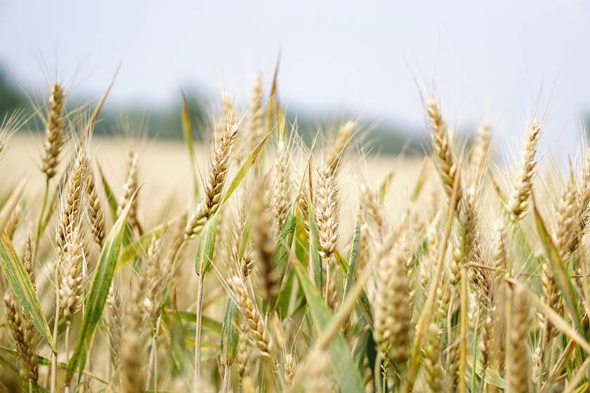 The Guardian: если Россия и Украина остановят экспорт пшеницы, миру грозит голод