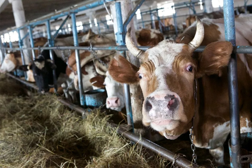 Факты падежа скота в сельхозорганизациях района под пристальным надзором прокуратуры Дрибинского района