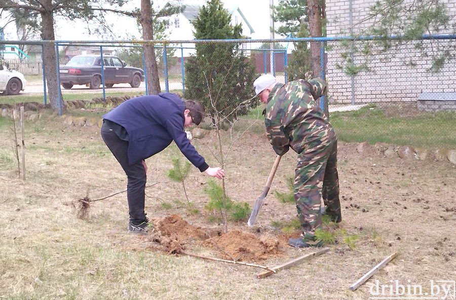Совместными усилиями ветераны Дрибинского района и активисты БРСМ навели порядок в сквере имени Ивана Ежкова