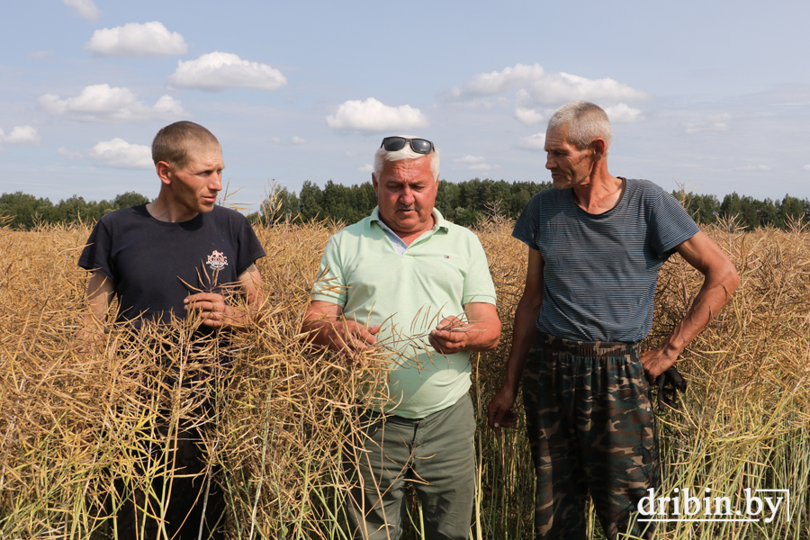 Хорошие виды на урожай рапса