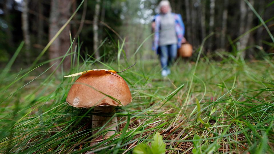Как не отравиться дарами леса — грибами, рассказывает специалист