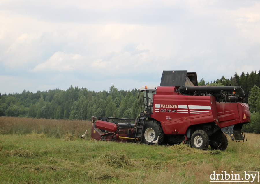 Закрома Дрибинского района наполняются зерном нового урожая