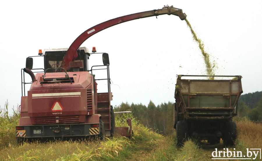 В ОАО «ЧерневкаАгро» активно идет заготовка кукурузы на силос