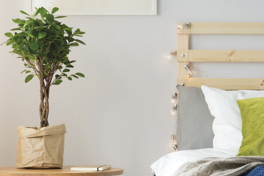 Какие комнатные растения лучше всего подходят для спальни: топ-5 цветов – не пожалеете, что выбрали именно их