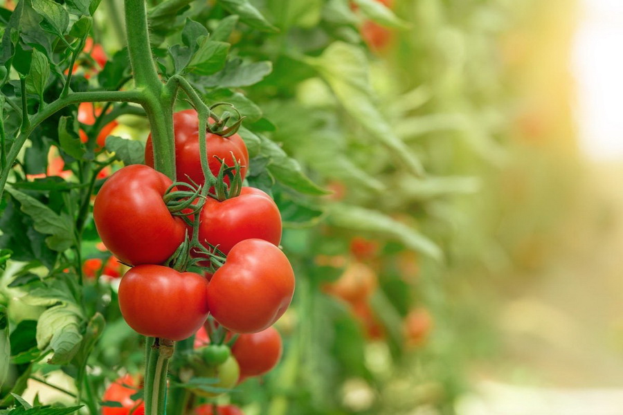 Какие помидоры посадить на рассаду в феврале 2024, чтобы получить богатый урожай