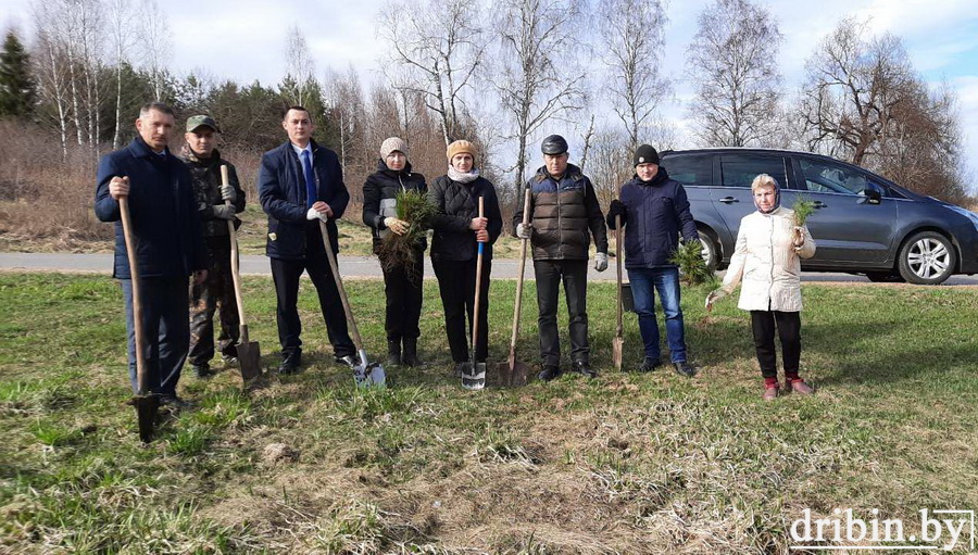 В Дрибинском районе продолжаются посадки зеленых насаждений