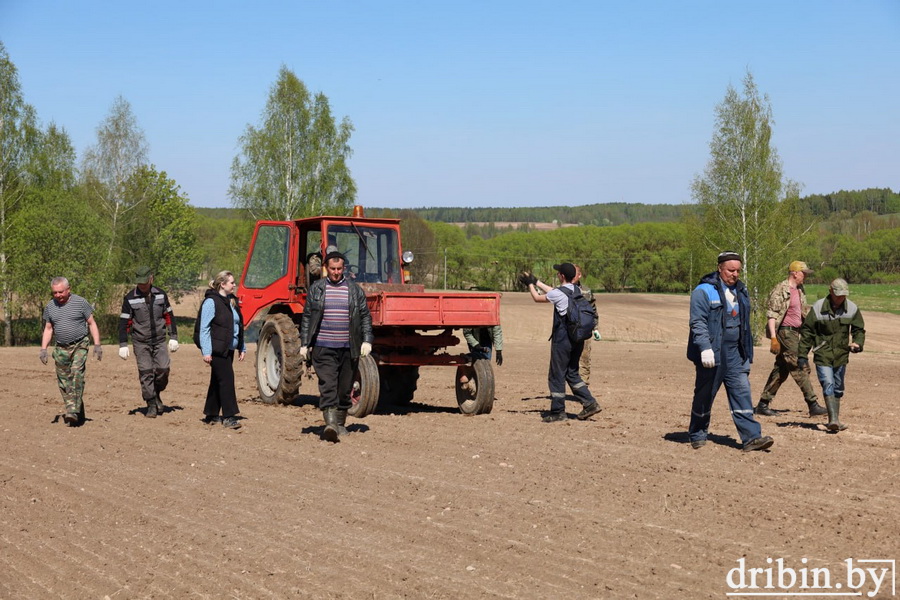 В Дрибинском районе ведется уборка камней с полей сельхозпредприятий