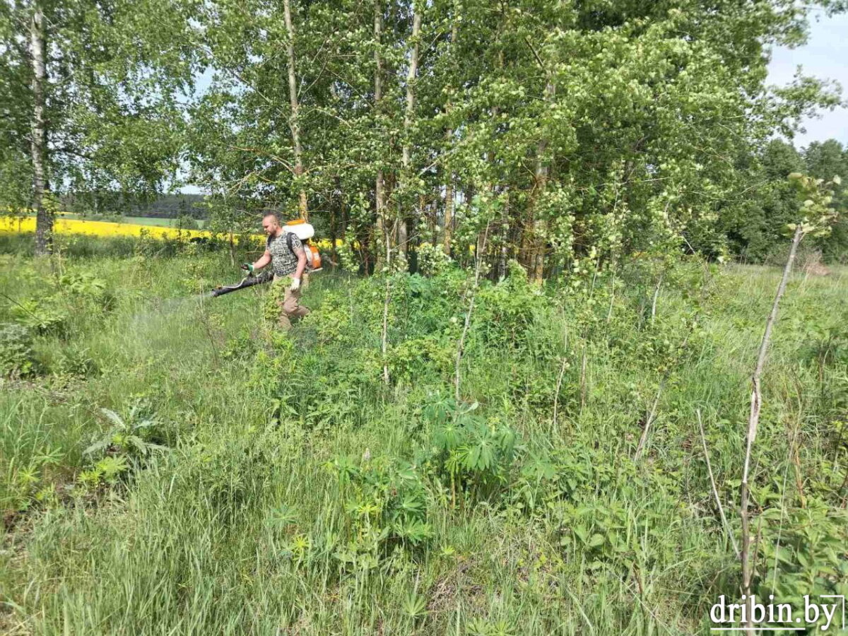 В Дрибинском районе ведется борьба с борщевиком Сосновского