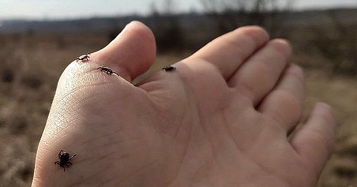 🕷 Как понять, что на участке завелись клещи