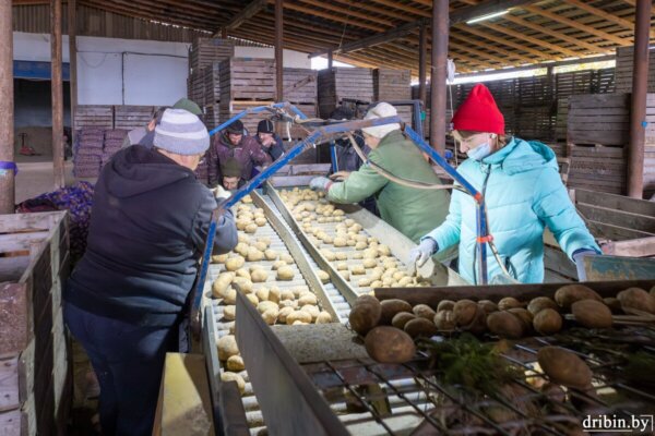 Хороший урожай: в фермерском хозяйстве Ринга С.В. уборка картофеля подошла к завершению
