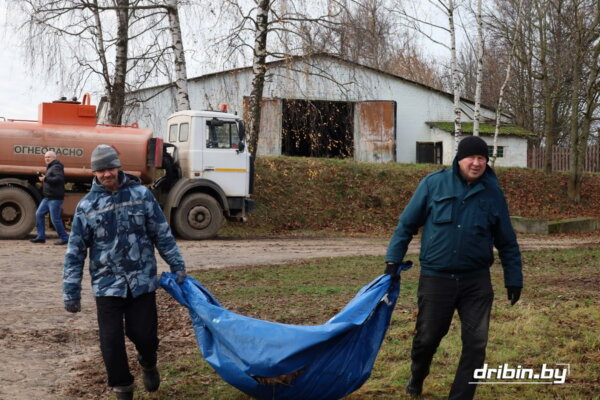 В преддверии праздника в сельхозорганизациях Дрибинщины прошли работы по наведению порядка