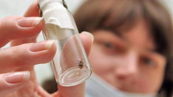 Порядка 4 тысяч человек обратились за медпомощью в Могилевской области по поводу укусов клещей за 10 месяцев