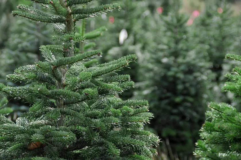 Где и когда вы сможете приобрести новогоднюю красавицу?