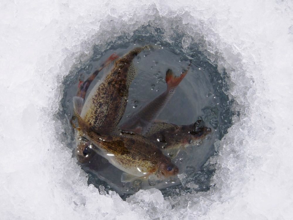 Спасем рыбу от замора!